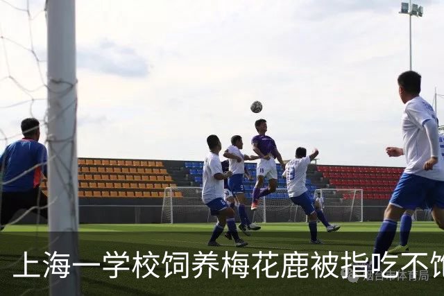 上海一学校饲养梅花鹿被指吃不饱、浑身是伤，多方回应：它吃得比我们都好，近期将送走